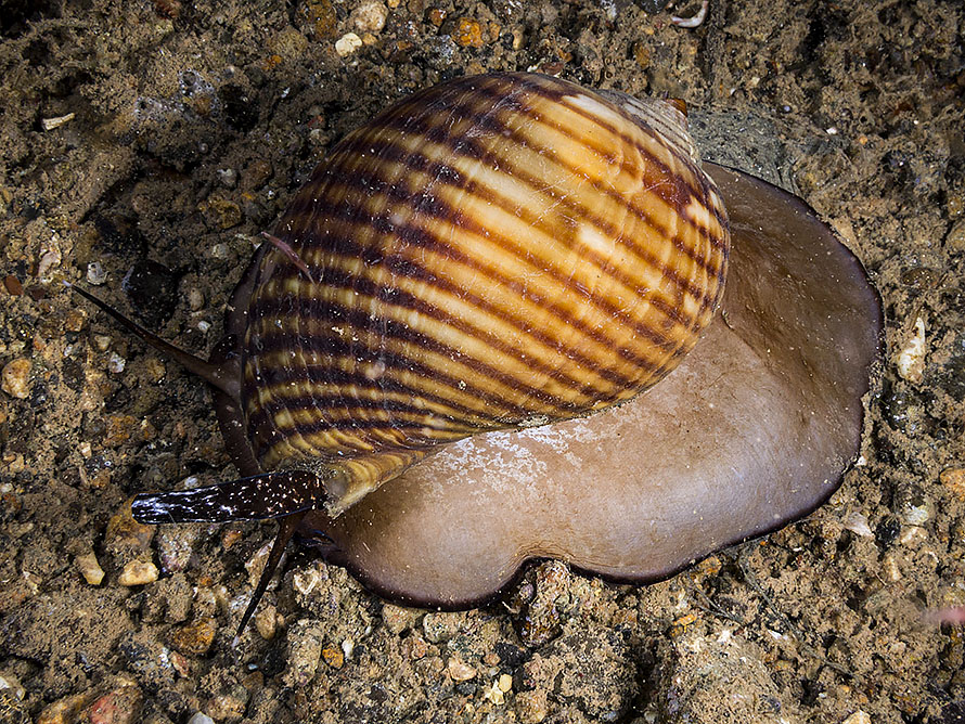 Tonna canaliculata